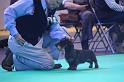 Crufts_dachshunds 050